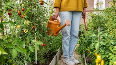 温室のすきま風が役立つ理由と正しい取り入れ方:家庭菜園のコツ