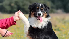 混沌から規律へ：しつけを犬にとっての楽しみにする方法