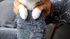 猫の心理は奥深い:猫が壁紙や家具を引っかく理由、知っていますか?