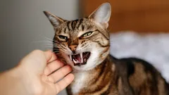 猫の復讐という神話:本当に悪い行動の背後にあるものとは?